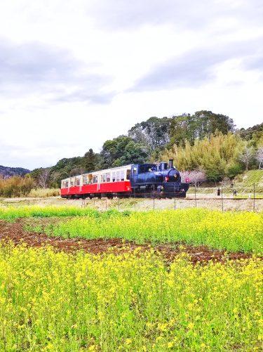 【4月上旬限定】千葉_小湊鉄道沿線_春の絶景