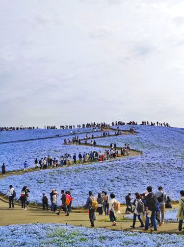 【4月下旬〜5月上旬限定】春のネモフィラ_国営ひたち海浜公園
