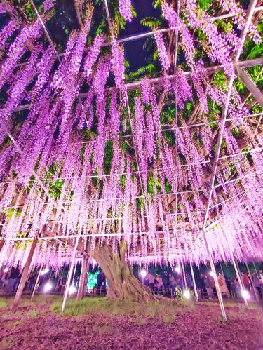 【4月中旬〜5月中旬限定】世界が認めた大藤棚_あしかがフラワーパーク