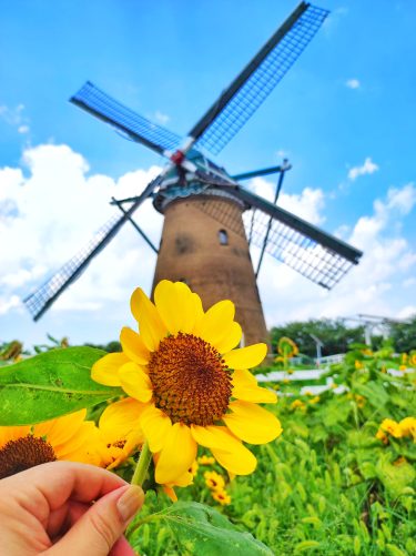 【7月中旬限定】千葉県佐倉市のひまわり観光🌻