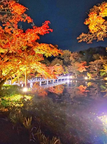 【11月限定】昭和記念公園_秋の夜散歩