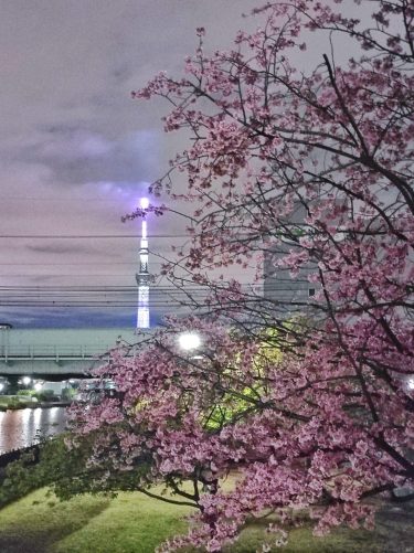 【2月中旬〜3月上旬限定】旧中川沿い河津桜