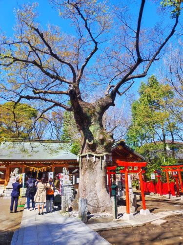 【破魔矢発祥の地】新田神社