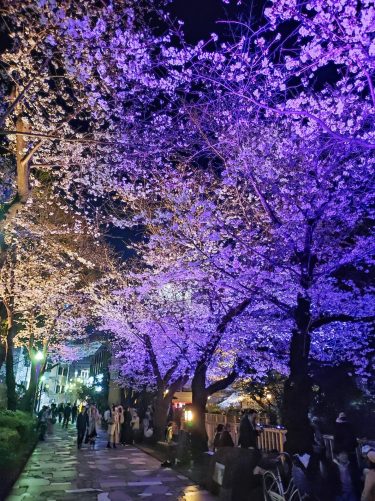 【ブックマーク必須】関東の桜 in 2023