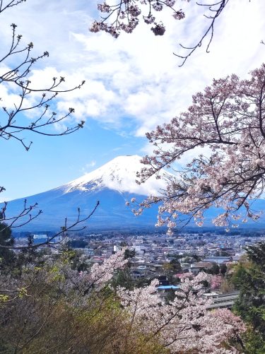【4月上旬限定】朝倉山浅間公園＋河口湖周辺散策