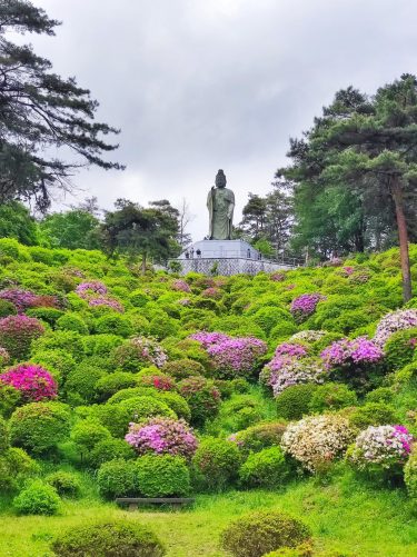 【花三昧】花の寺_塩船観音寺から芝桜_羊山公園 in ゴールデンウィーク