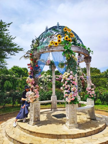 【春と秋限定】満開の薔薇 in 京成バラ園