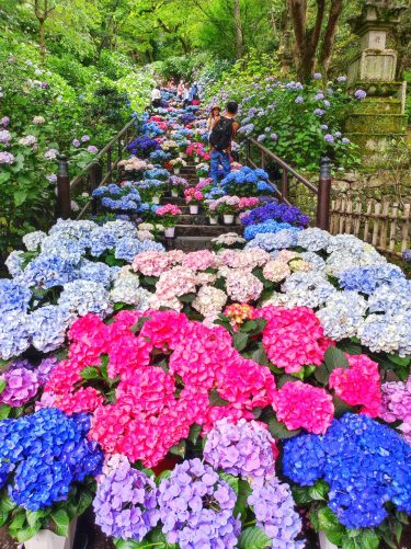 紫陽花の季節 in 奈良